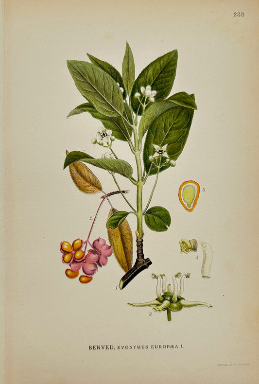 Antique Print - Carl Lindman - European Spindle - Euonymus Europaeus - F4