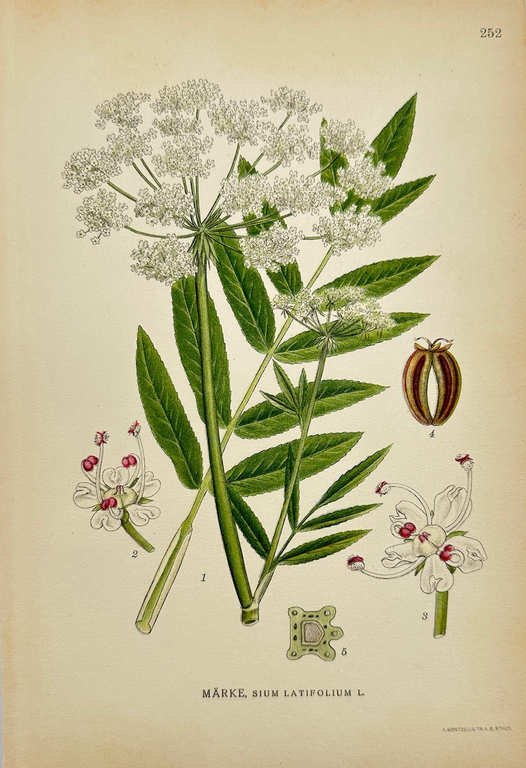 Antique Botanical Print - Carl Lindman - Water Parsnip - Sium Latifolium - F4