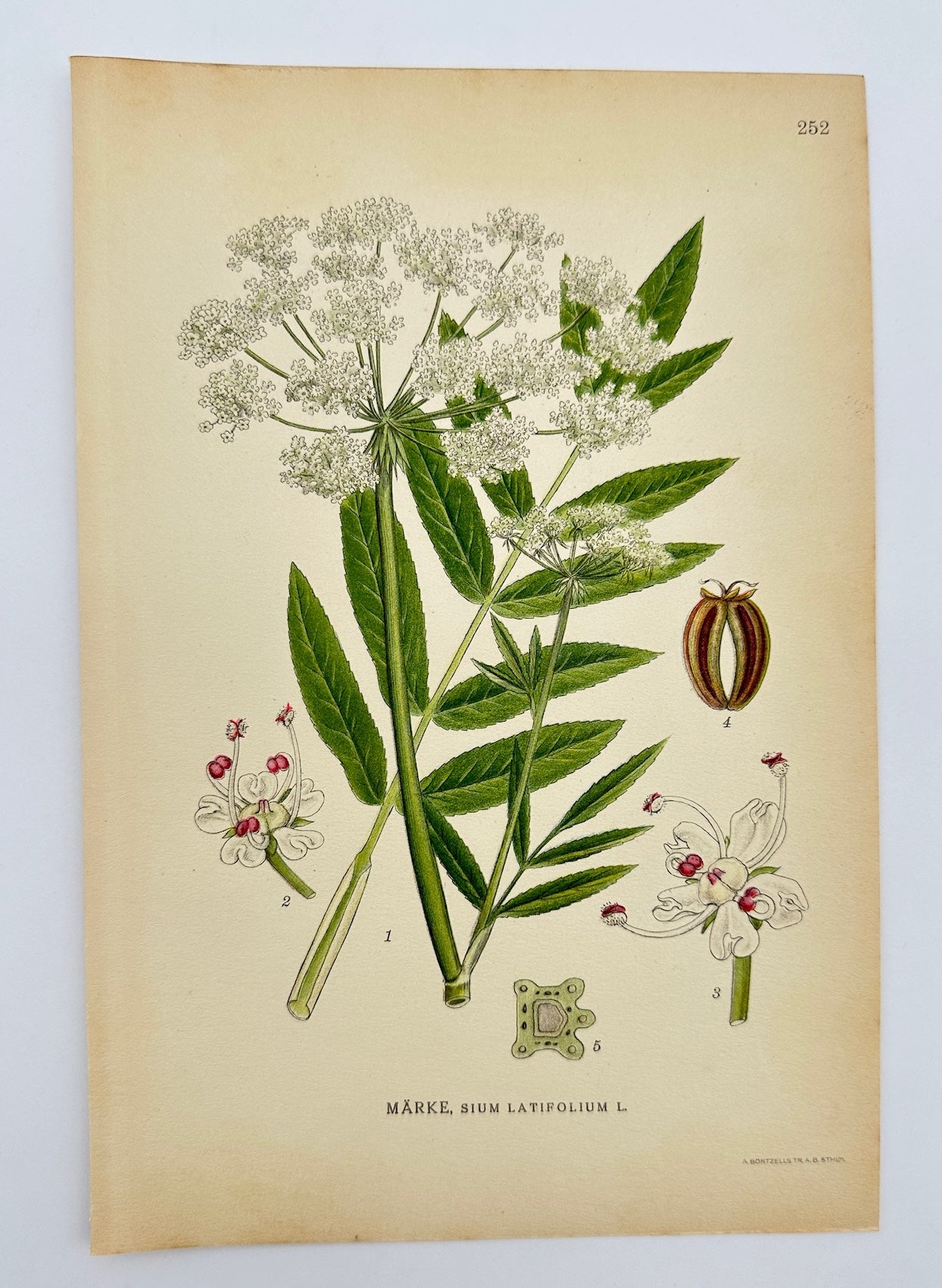 Antique Botanical Print - Carl Lindman - Water Parsnip - Sium Latifolium - F4