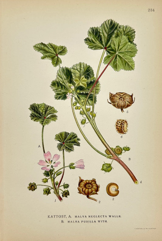 Antique Botanical Print - Carl Lindman - Small Mallow and Common Mallow - F4