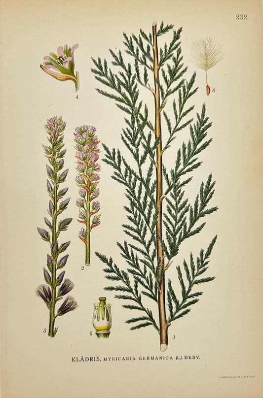 Antique Print - Carl Lindman - German Tamarisk - Myricaria Germanica - F4