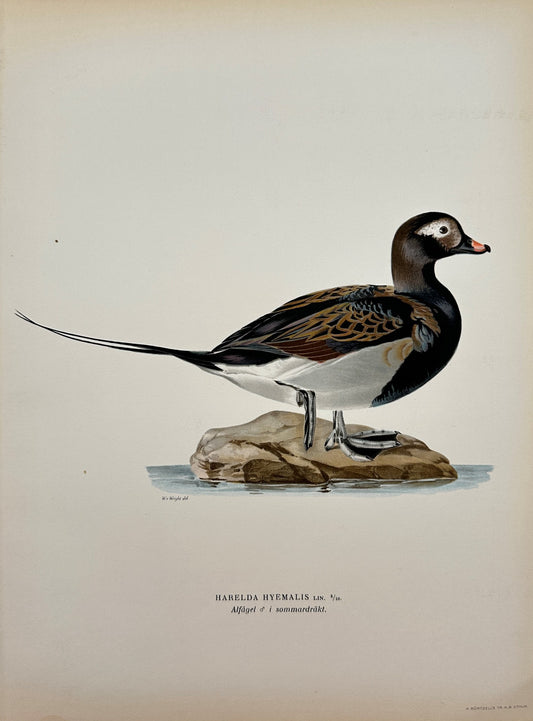Original Antique Bird Print - Magnus von Wright - Image Oldsquaw Duck - F5