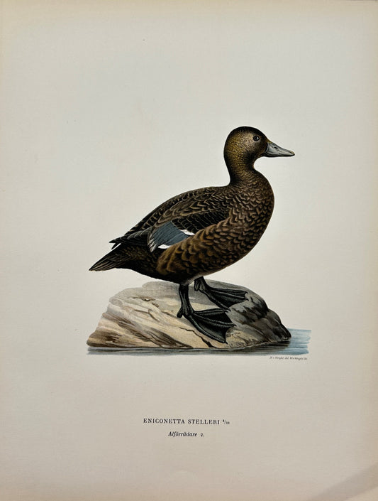 Original Antique Bird Print - Magnus von Wright - White-winged Scoter - F5