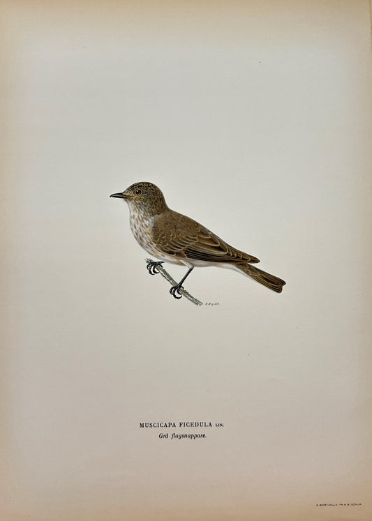 Original Antique Bird Print - Magnus von Wright - Grey Flycatcher - F5