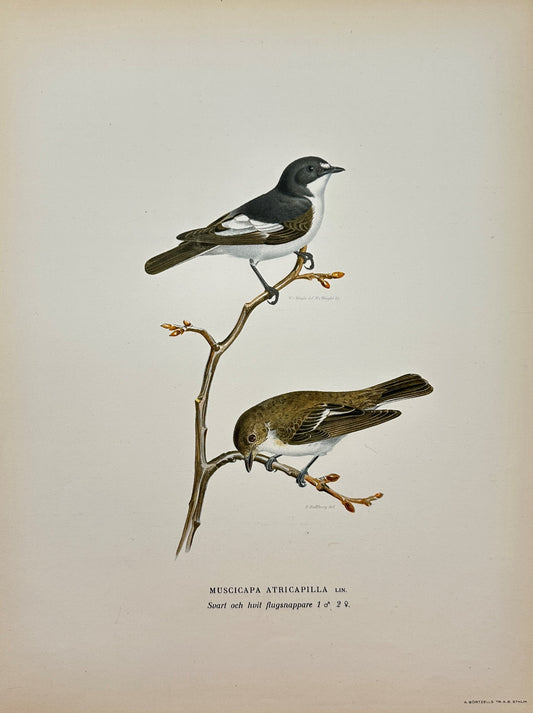 Original Antique Bird Print - Magnus von Wright - Image Pied Flycatcher - F5