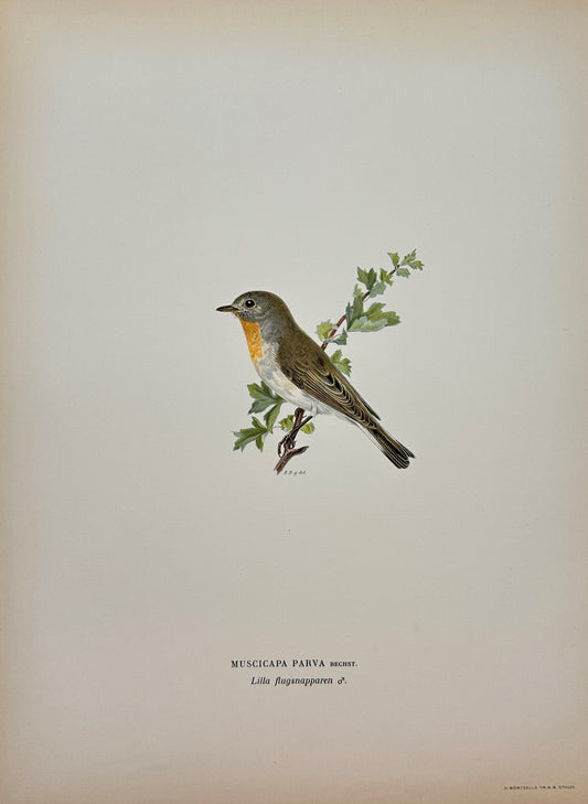 Original Antique Bird Print - Magnus von Wright - Image Muscigapa Parva - F5