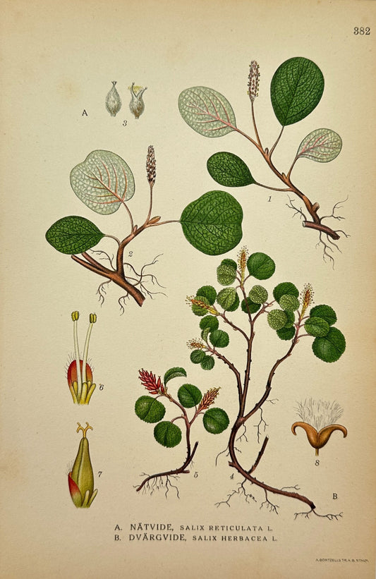 Antique Botanical Print - C. Lindman - Netleaf Willow And Herbaceous Willow - F4