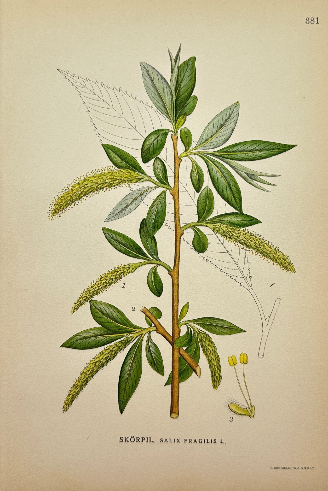 Antique Botanical Print - Northern Flora - Salix Fragilis - Crack Willow - F4