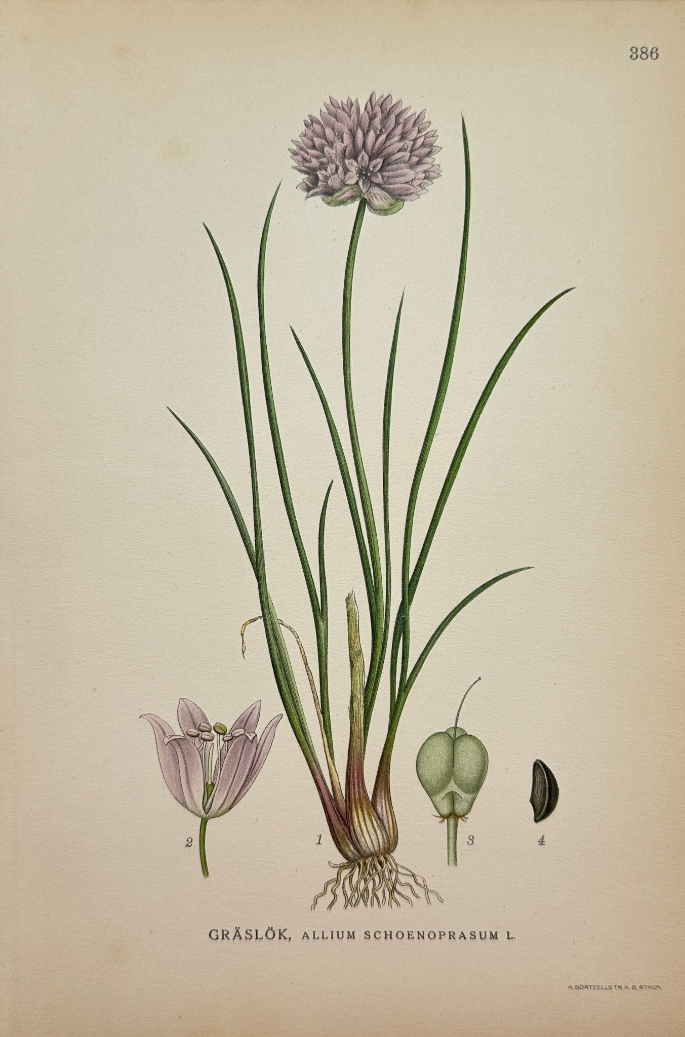 Antique Botanical Print - Northern Flora - Allium Schoenoprasum - Chives - F4