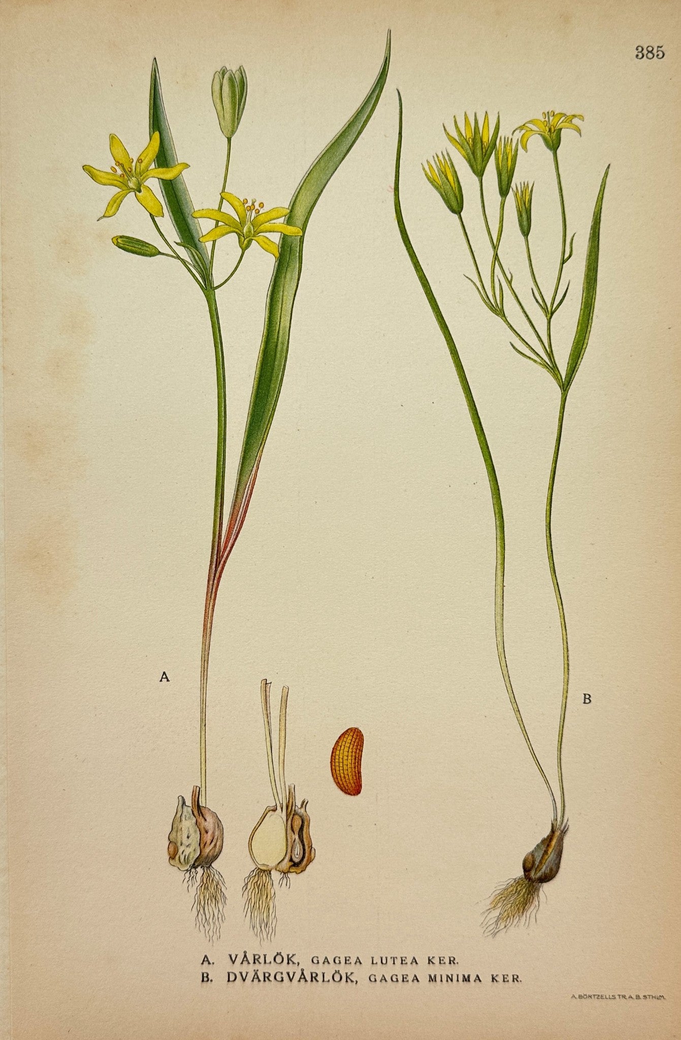 Antique Botanical Print - Northern Flora - Gagea Minima And Gagea Lutea - F4