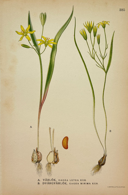 Antique Botanical Print - Northern Flora - Gagea Minima And Gagea Lutea - F4
