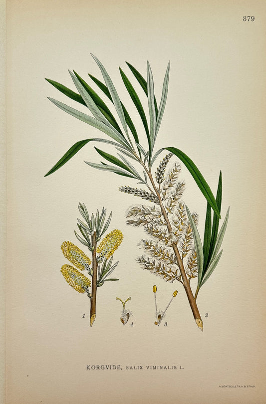 Antique Botanical Print -  Carl Lindman - Basket Willow - Salix Viminalis L - F4