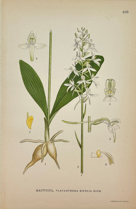Original Antique Botanical Print - Carl Lindman - Lesser Butterfly-Orchid - F4