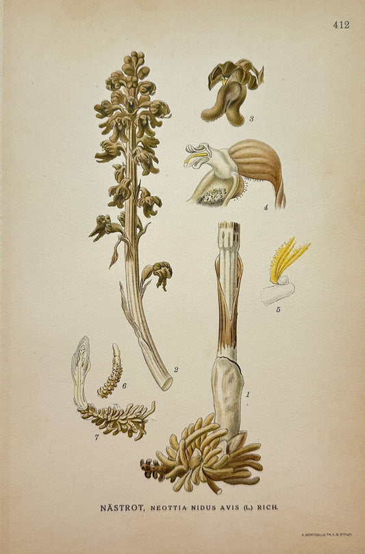 Antique Botanical Print - Carl Lindman - Bird's-nest Orchid - Stockholm - F4