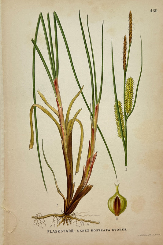 Original Antique Botanical Print - Northern Flora - Carex Rostrata Stokes - F4