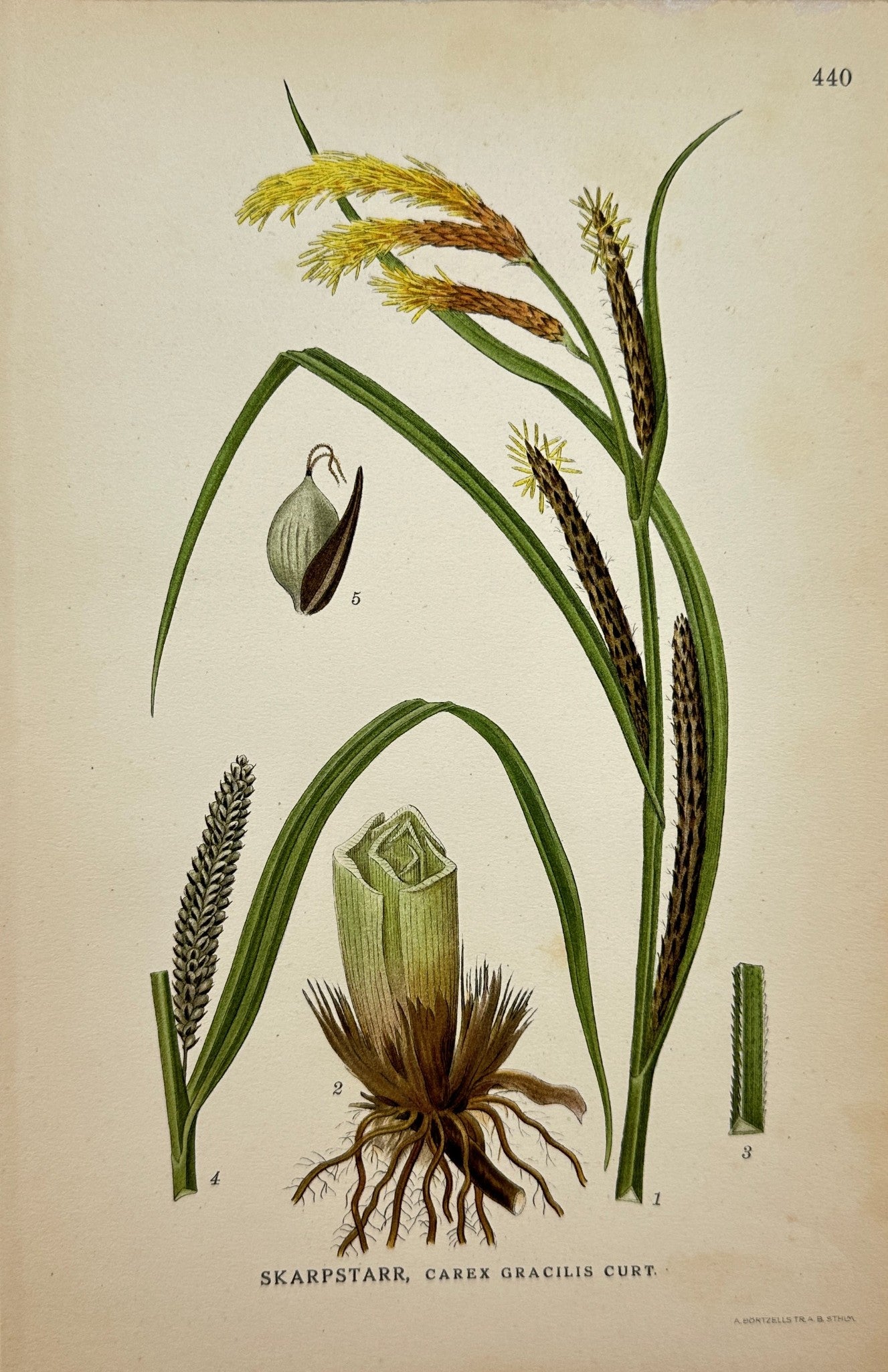Original Antique Botanical Print - Northern Flora - Slender Tufted Sedge - F4