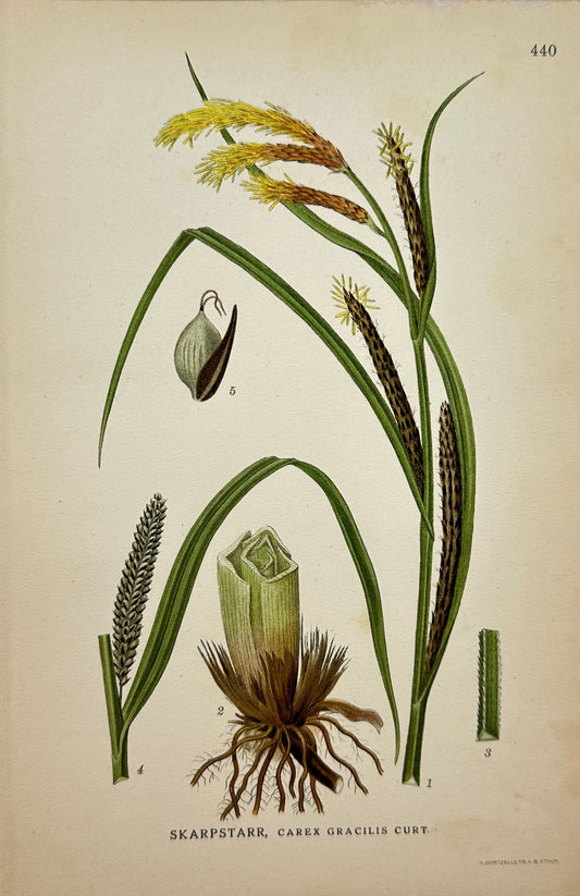 Original Antique Botanical Print - Northern Flora - Slender Tufted Sedge - F4