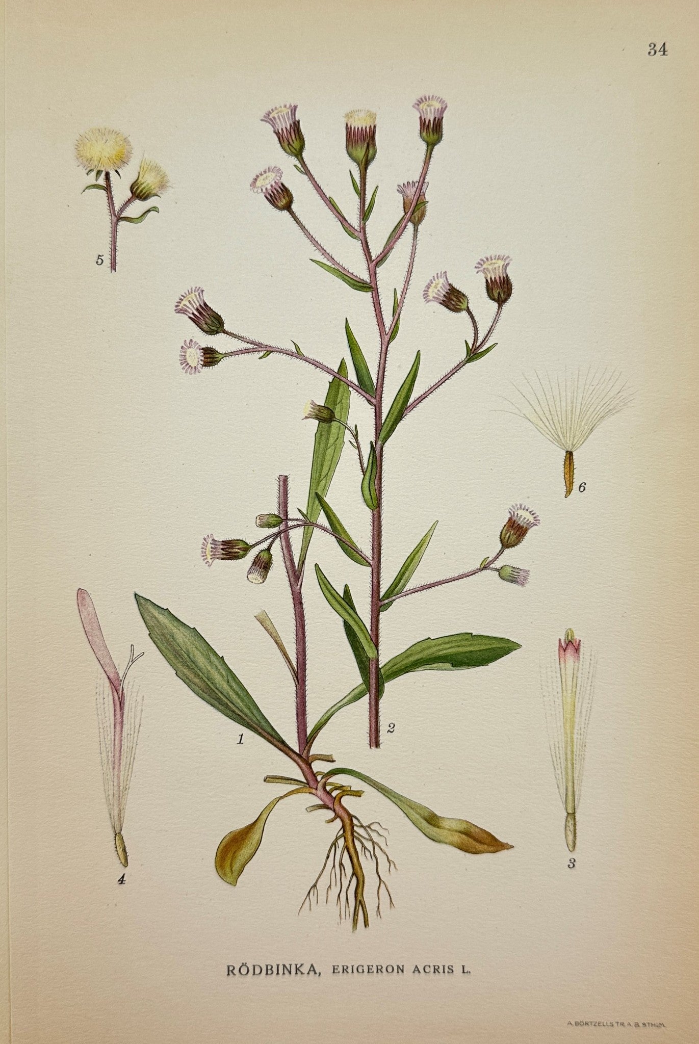 Antique Botanical Print - Northern Flora - Erigeron Acris - Blue Fleabane - F4