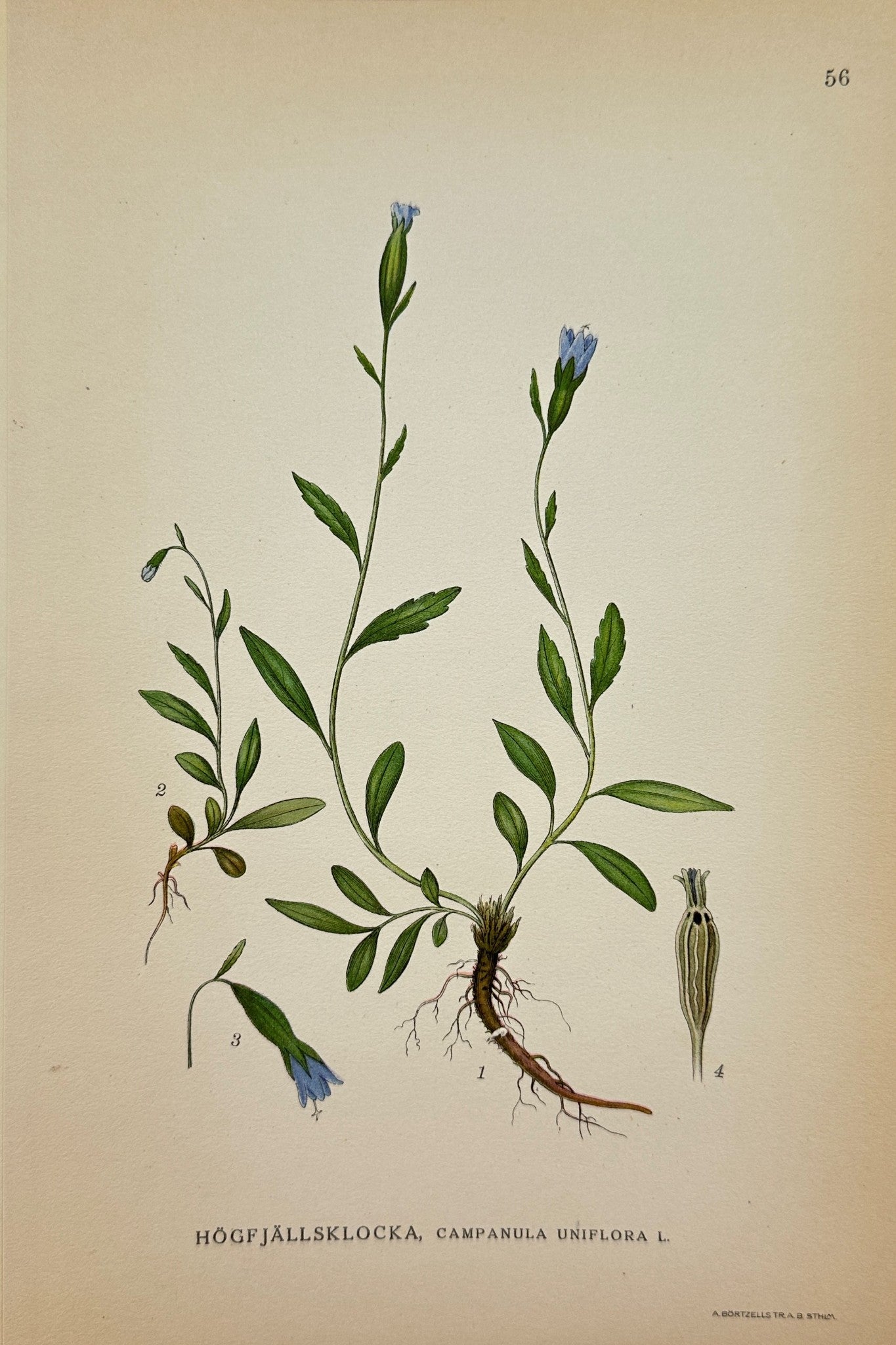 Original Antique Botanical Print - C. Lindman - Single-flowered Bellflower - F4