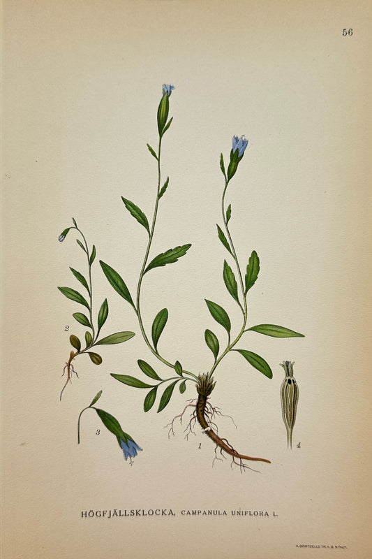 Original Antique Botanical Print - C. Lindman - Single-flowered Bellflower - F4