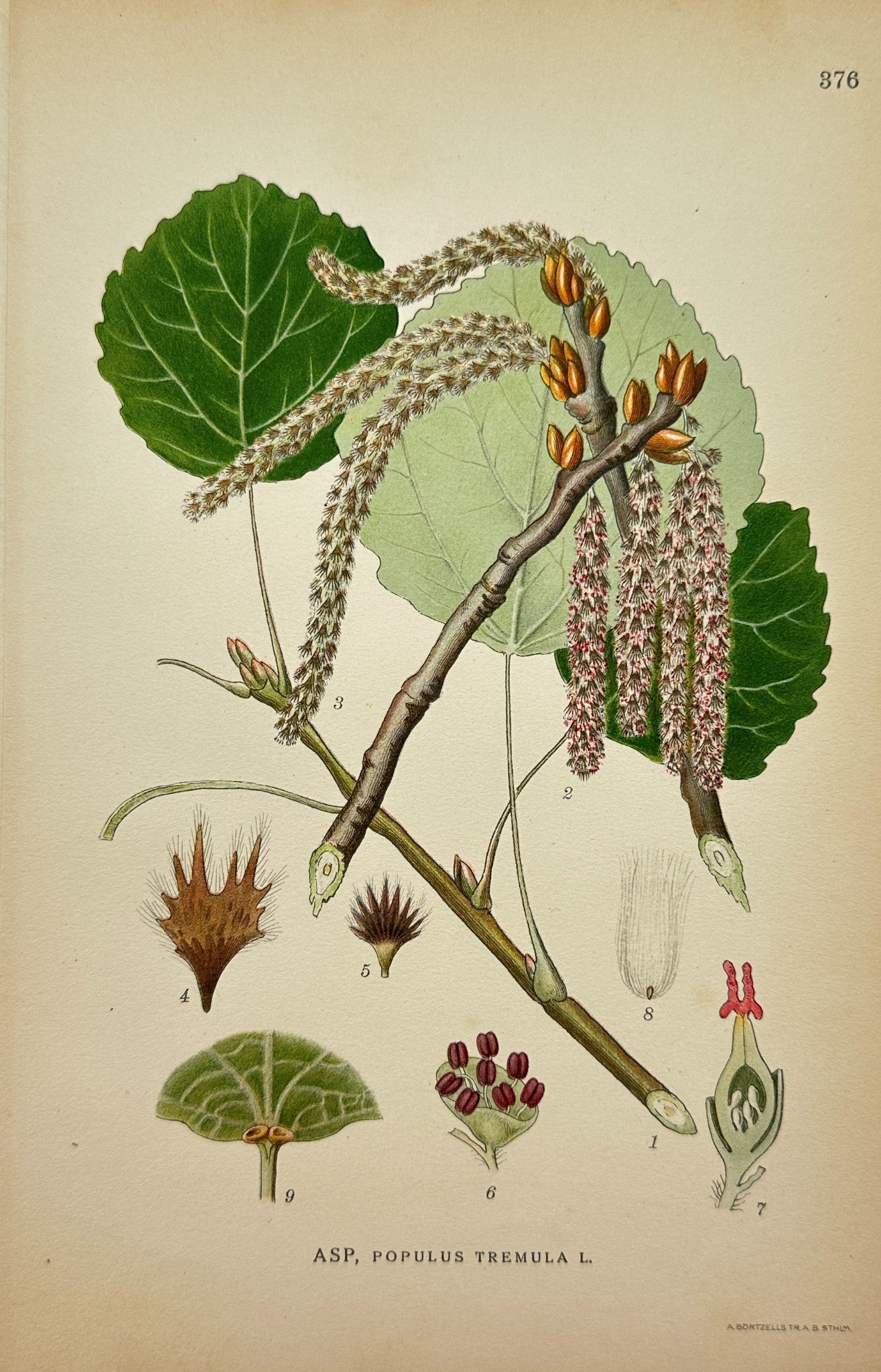 Antique Botanical Print - Carl Lindman - Quaking Aspen - Populus Tremula - F4