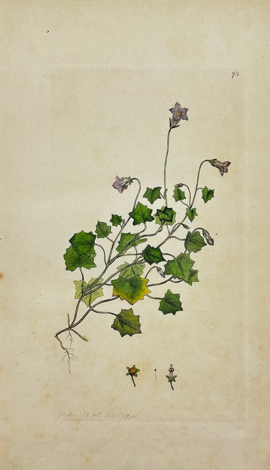 Antique Botanical Print - James Sowerby - Dwarf Bedstraw - Galium Pumilum - F1