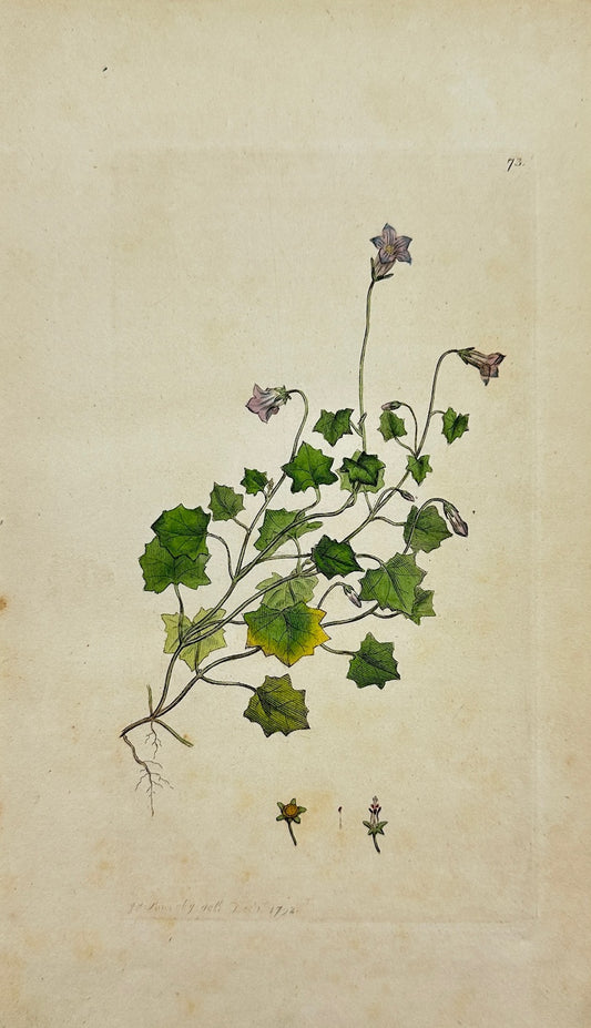 Antique Botanical Print - James Sowerby - Dwarf Bedstraw - Galium Pumilum - F1