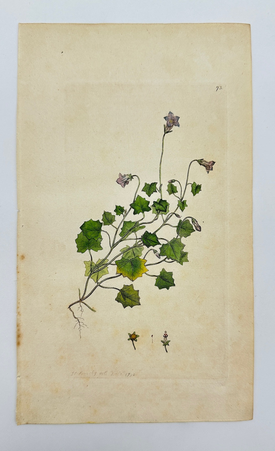 Antique Botanical Print - James Sowerby - Dwarf Bedstraw - Galium Pumilum - F1