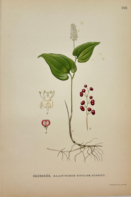 Original Antique Botanical Print - Carl Lindman - False Lily Of The Valley - F4