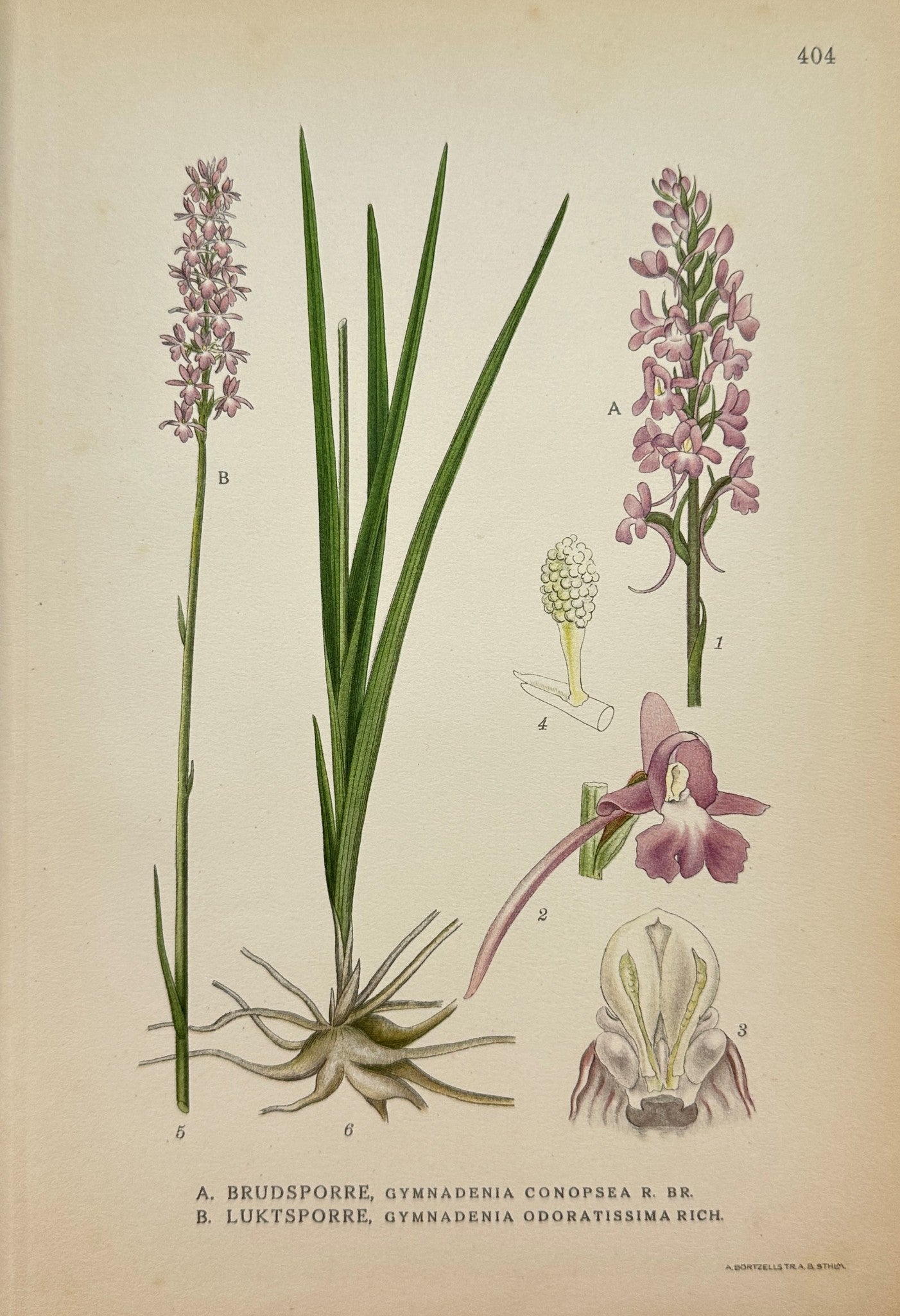 Antique Botanical Print - Gymnadenia Conopsea And Gymnadenia Odoratissima - F4