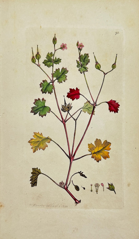 Antique Print - James Sowerby - Galium Pufillum - Leaft Ladies-bedftraw - F1