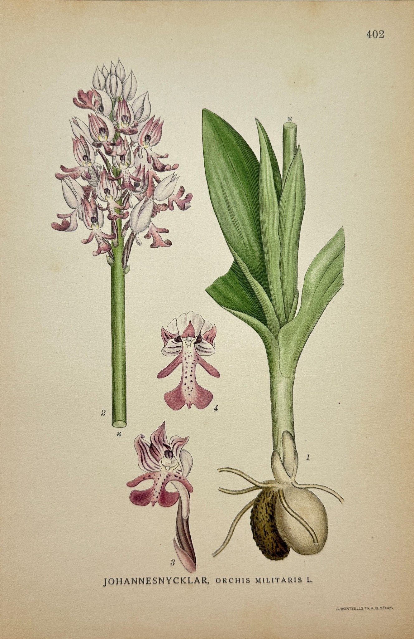 Antique Botanical Print - C. Lindman - Military Orchid -  Orchis Militaris - F4