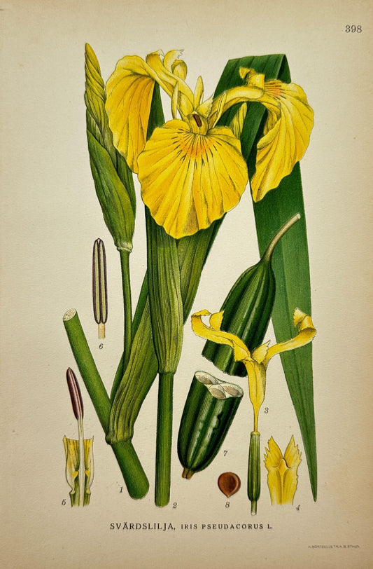 Antique Botanical Print - Northern Flora - Iris Pseudacorus - Yellow Iris - F4