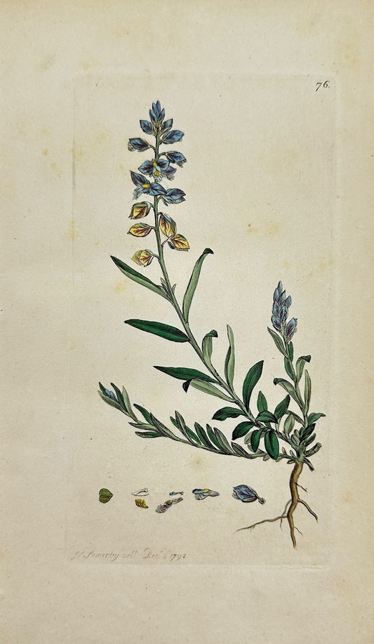 Antique Botanical Print - James Sowerby - Polygala Vulgaris - Yellow Bugle - F1
