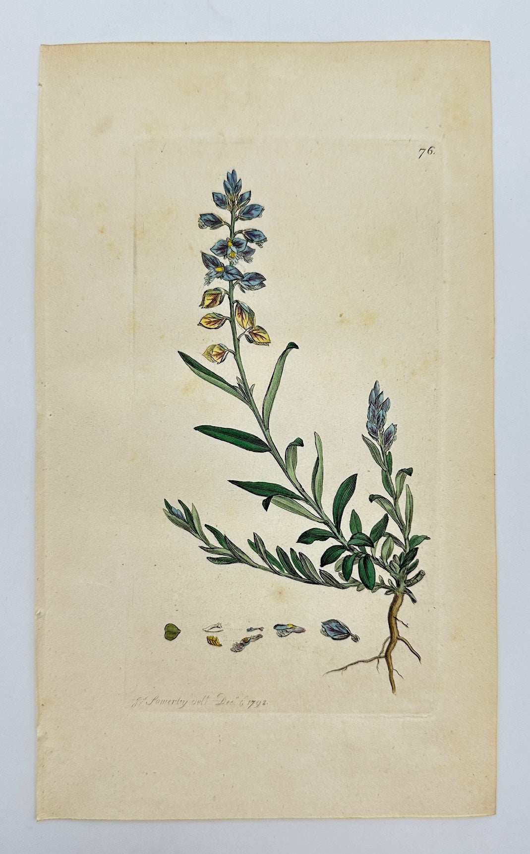 Antique Botanical Print - James Sowerby - Polygala Vulgaris - Yellow Bugle - F1