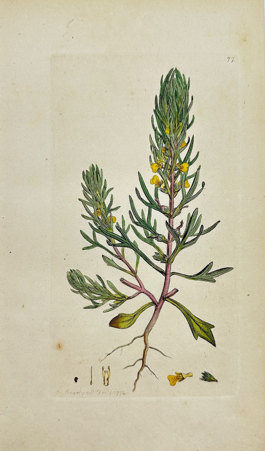 Antique Botanical Print - Sowerby - Ajuga Chamaepitys - Yellow Bugle - F1