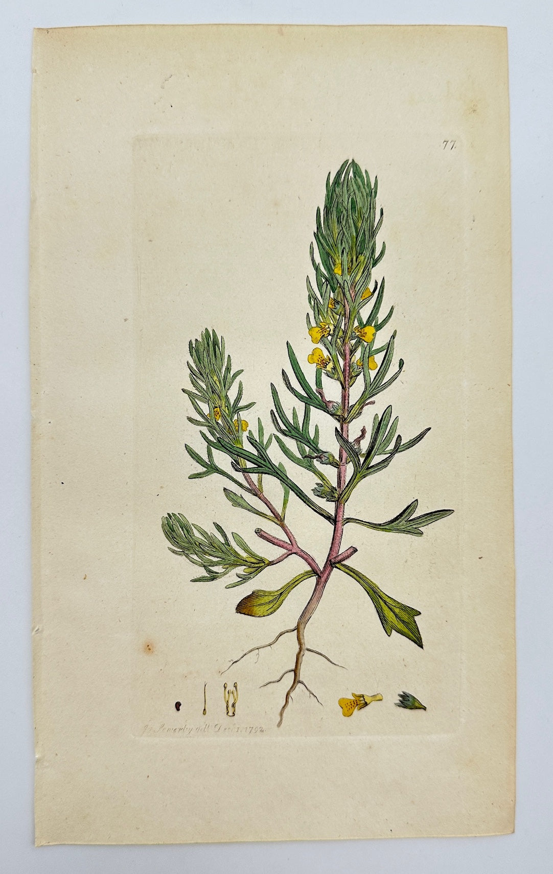 Antique Botanical Print - Sowerby - Ajuga Chamaepitys - Yellow Bugle - F1