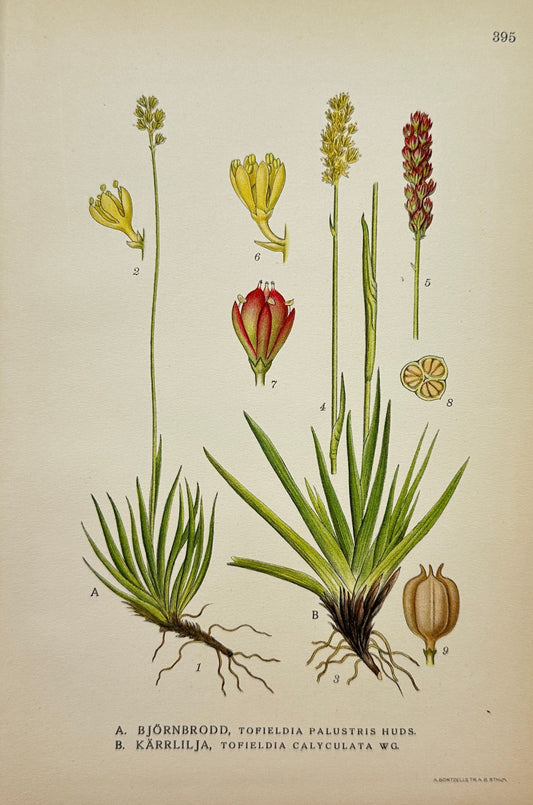 Antique Botanical Print - Marsh False Asphodel And Scottish Asphodel - F4
