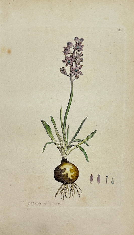 Antique Botanical Print - Sowerby - Scilla Autumnalis - Autumn Squill - F1