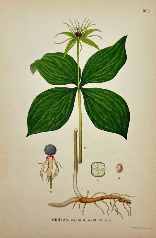 Antique Botanical Print - Carl Lindman - Herb-Paris - Paris Quadrifolia - F4
