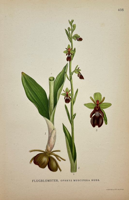 Antique Botanical Print - С Lindman - Ophrys Muscifera Huds - Fly Orchid - F4