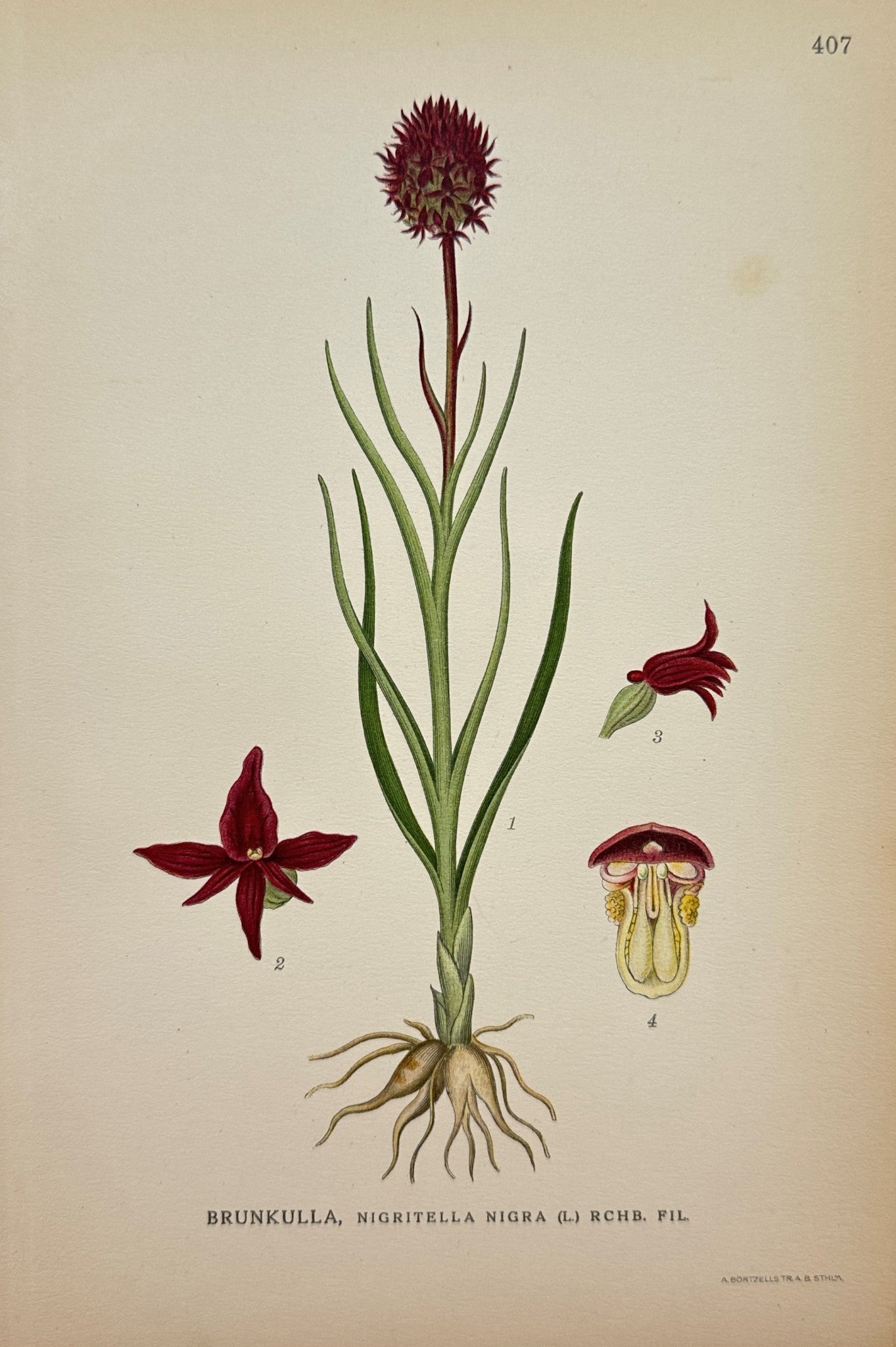 Original Antique Botanical Print - Nigritella Nigra - Black Vanilla Orchid - F4