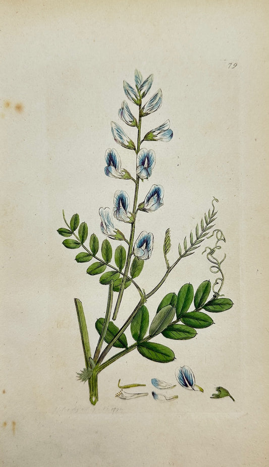 Antique Botanical Print - Sowerby - Vicia Sylvatica - Wood Vetch - F1