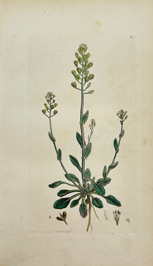 Antique Print - James Sowerby - Thlaspi Alpestre - Alpine Pennycress - F1