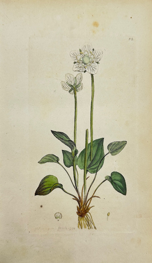 Antique Print - James Sowerby - Parnassia Palustris - Grass of Parnassus - F1