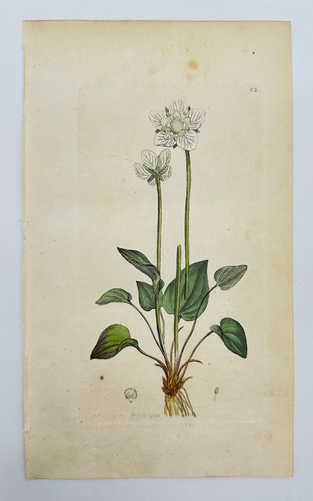 Antique Print - James Sowerby - Parnassia Palustris - Grass of Parnassus - F1