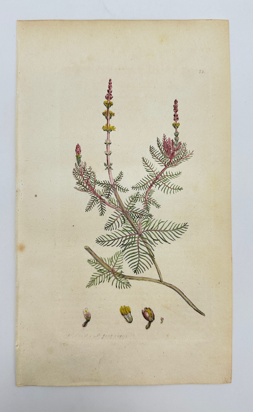 Antique Print - Sowerby - Myriophyllum Spicatum - Eurasian Watermilfoil - F1