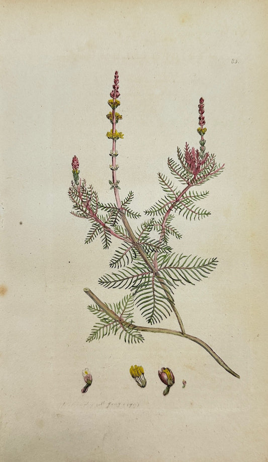 Antique Print - Sowerby - Myriophyllum Spicatum - Eurasian Watermilfoil - F1