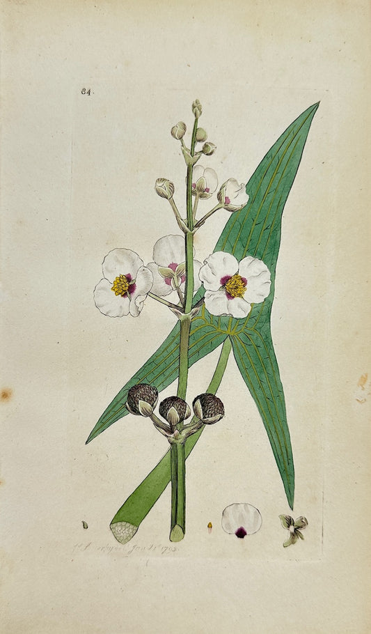 Antique Print - James Sowerby - Sagittaria Sagittifolia - Arrowhead - F1