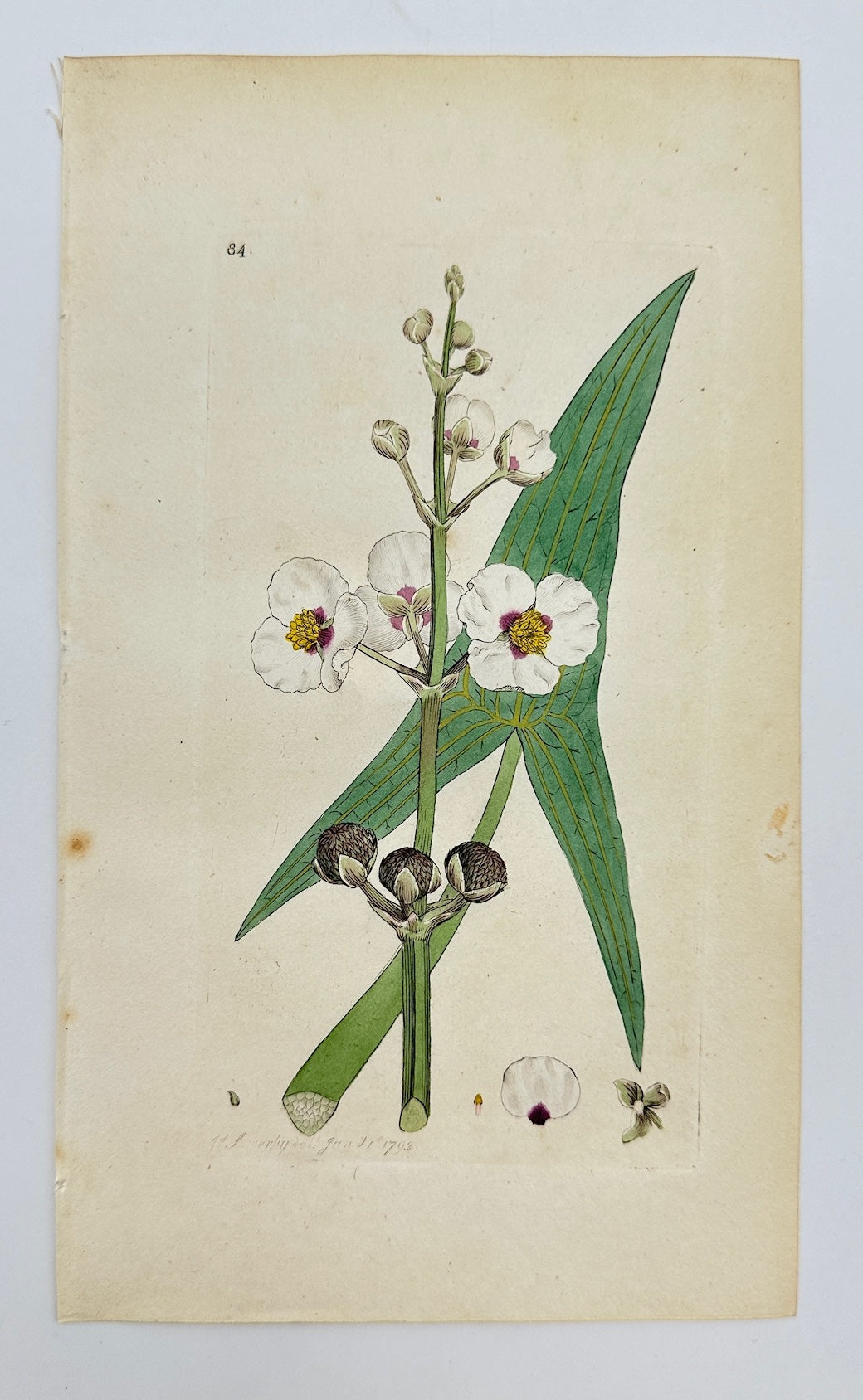 Antique Print - James Sowerby - Sagittaria Sagittifolia - Arrowhead - F1